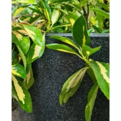 Pot à Fleurs Waste Smooth 35x34 Cm Gris -Jardin Outils Magasin 6479895f489579.99814901