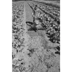 Jardin Outils Magasin -Jardin Outils Magasin AFD 161531